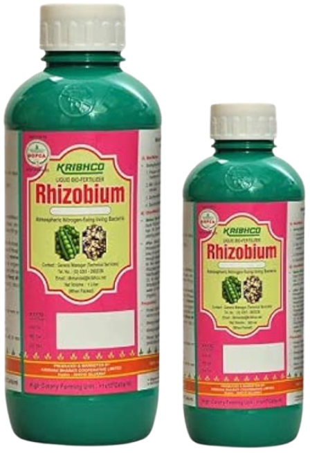 Rhizobium