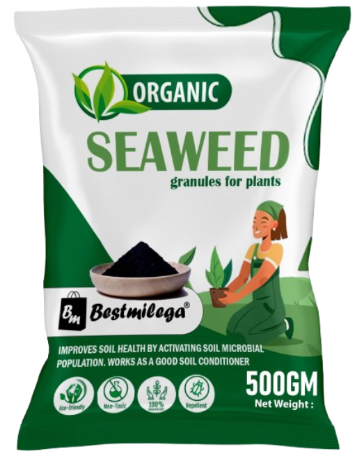 Seaweed